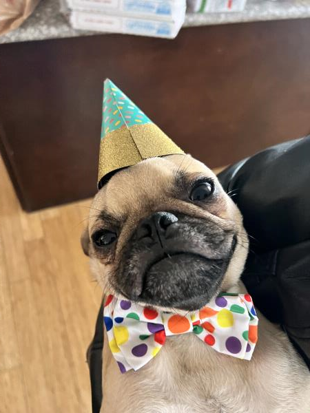 /images/uploads/pug nation rescue of los angeles/pugnation2024/entries/31086thumb.jpg